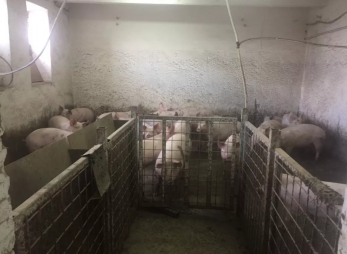 Свиноферма в Киевской области